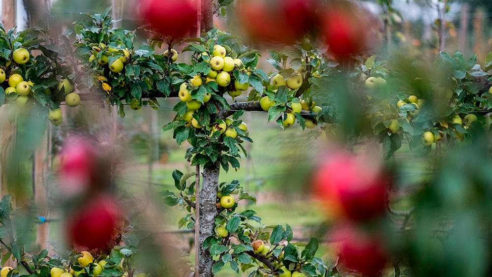 Warum Sie ein Hainbuche Spalier für Ihren Garten kaufen sollten