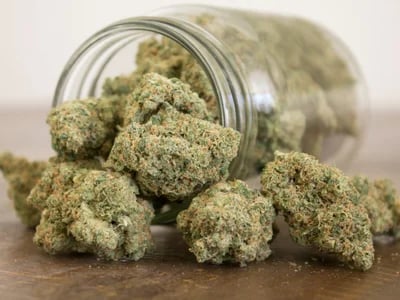 Schnell wachsende Sorten entdecken – Cannabissamen kaufen legal in Deutschland