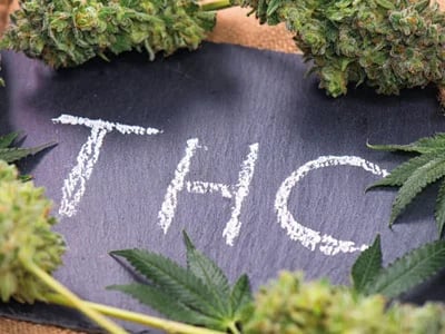Optimieren Sie Ihr Wissen: Wie Unser THC Abbau Rechner Ihnen Eine Ungefähre Zeit Zum THC-Abbau Im Körper Zeigt