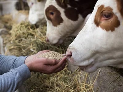 Navigieren im Tierschutzverzeichnis: Ein Leitfaden zu Tierschutzressourcen