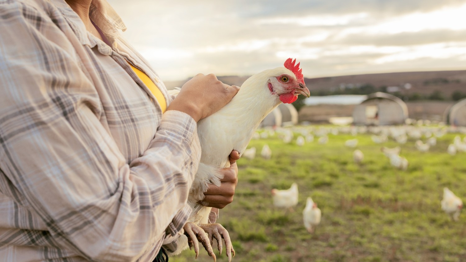 Navigieren im Tierschutzverzeichnis: Ein Leitfaden zu Tierschutzressourcen