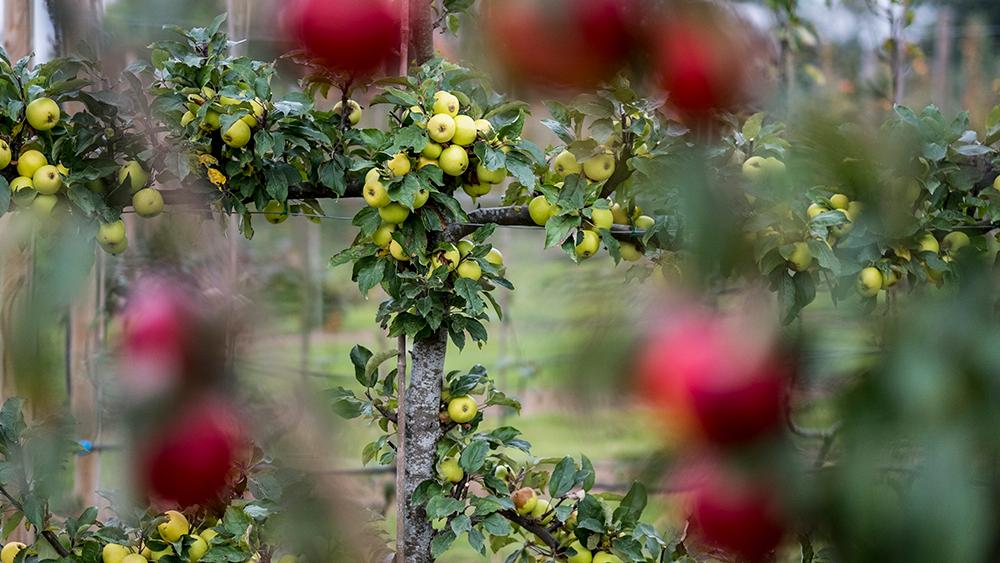 Warum Sie ein Hainbuche Spalier für Ihren Garten kaufen sollten