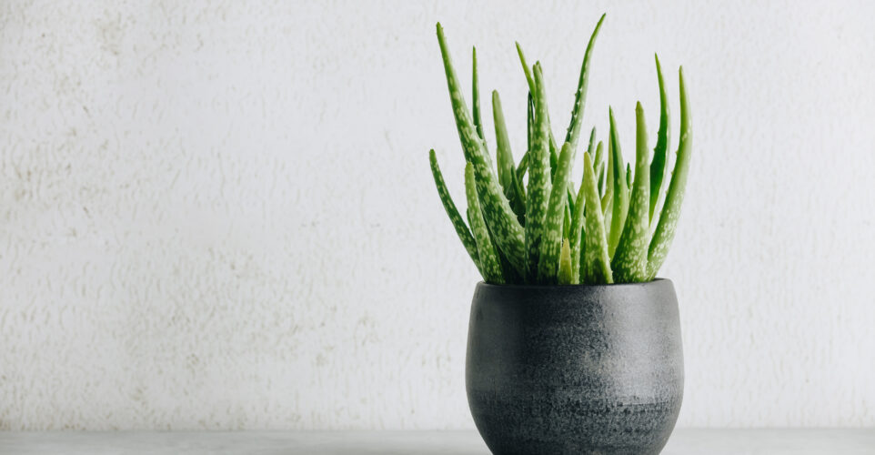 Aloe Propolis Creme: Ein Must-Have von Ihrem Unabhängigen Distributor von Forever Living Products