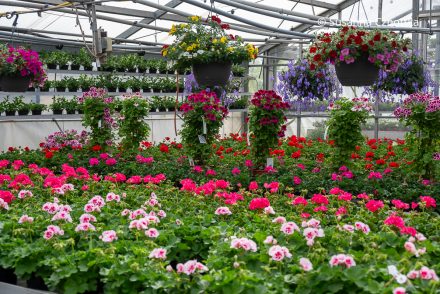 Garten-Tipps für Anfänger: Starte dein grünes Abenteuer richtig!