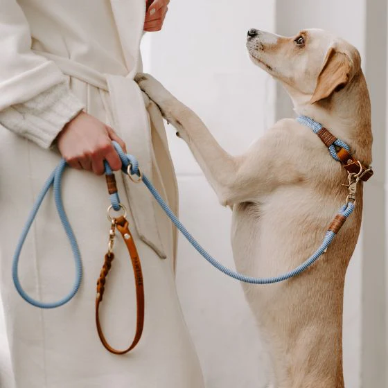 Nachhaltiges Hundezubehör für umweltbewusste Hundebesitzer