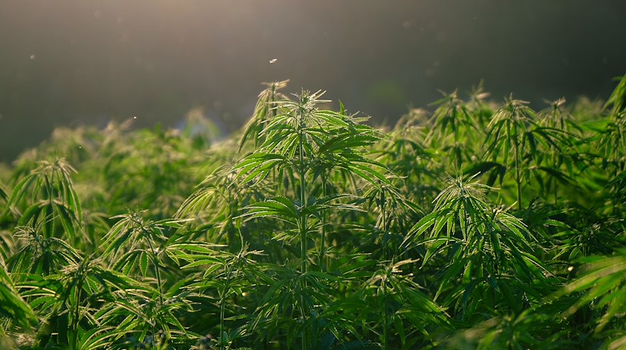 Ice Kush: Kühlende Wirkung für ein beruhigendes Erlebnis