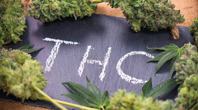 Optimieren Sie Ihr Wissen: Wie Unser THC Abbau Rechner Ihnen Eine Ungefähre Zeit Zum THC-Abbau Im Körper Zeigt