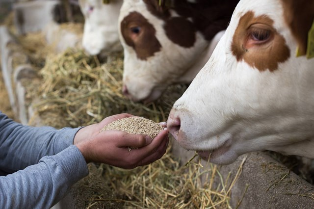 Navigieren im Tierschutzverzeichnis: Ein Leitfaden zu Tierschutzressourcen