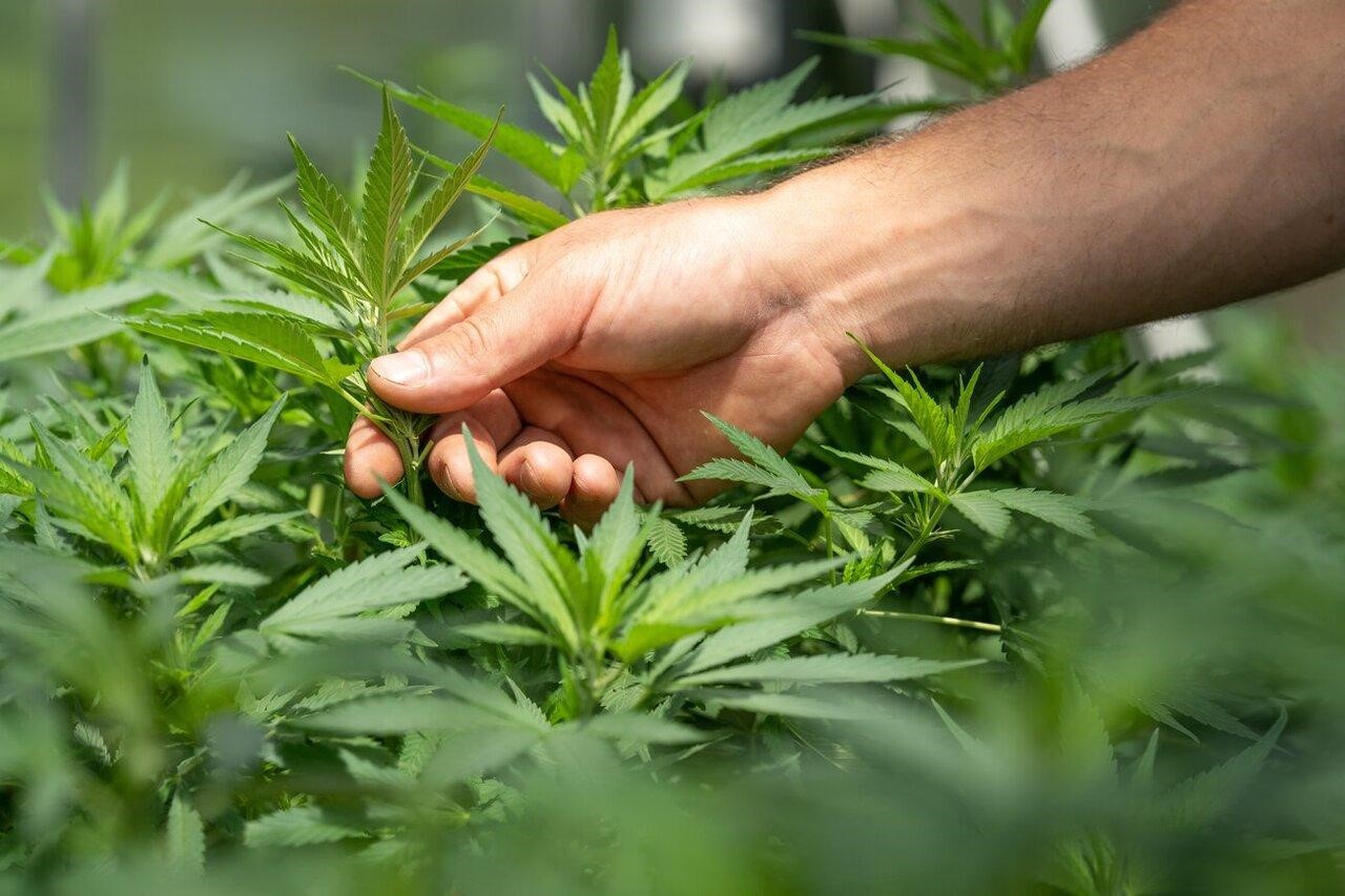 Schnell wachsende Sorten entdecken – Cannabissamen kaufen legal in Deutschland