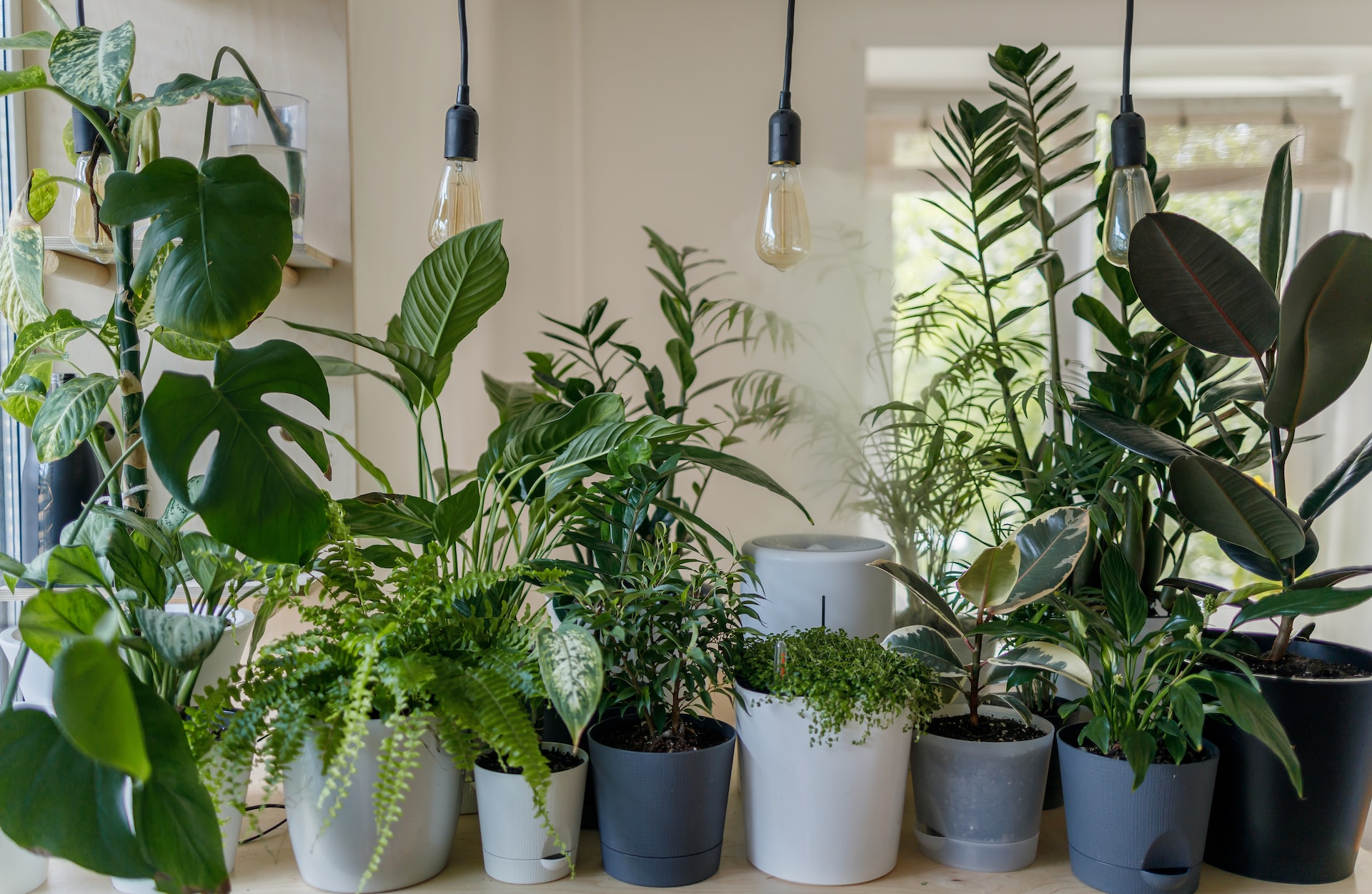 Blumen und Pflanzen verschönern dein Zuhause – So geht’s