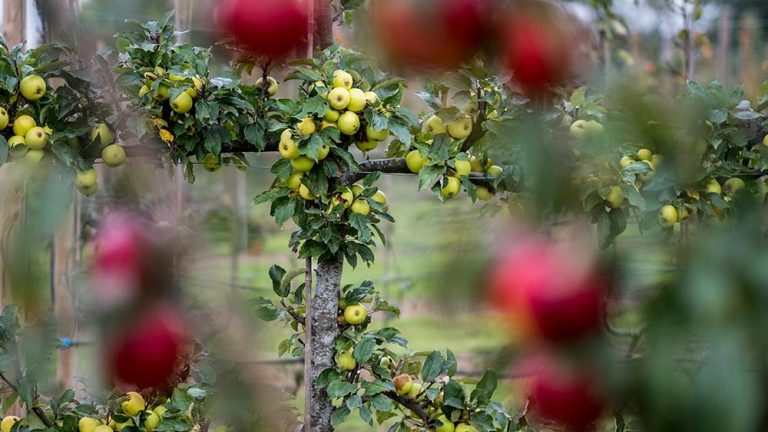 Apple trees in an organic orchard garden in autumn, red fruits ready for picking on branches of espaliered fruit trees. ,Garden